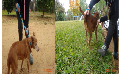 ¡Necesito un hogar! N.º 7290