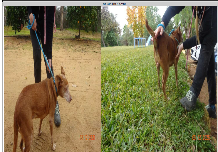 ¡Necesito un hogar! N.º 7290