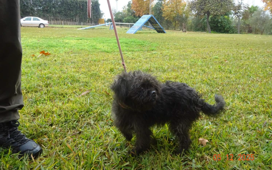 ¡Necesito un hogar! N.º 7293