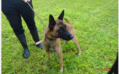 ¡Necesito un hogar! N.º 7217