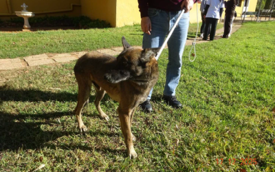 ¡Necesito un hogar! N.º 7308