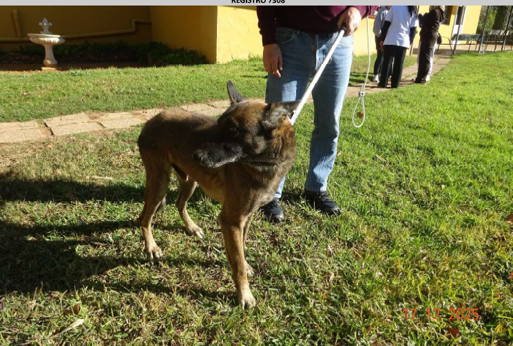 ¡Necesito un hogar! N.º 7308