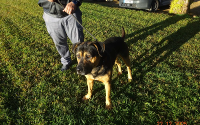 ¡Necesito un hogar! N.º 7323