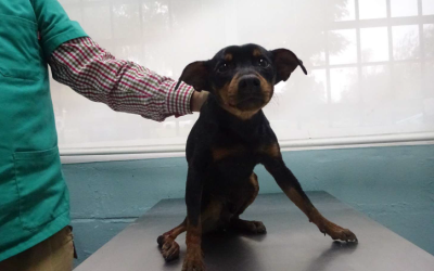 ¡Necesito un hogar! N.º 7346