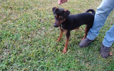 ¡Necesito un hogar! N.º 7363