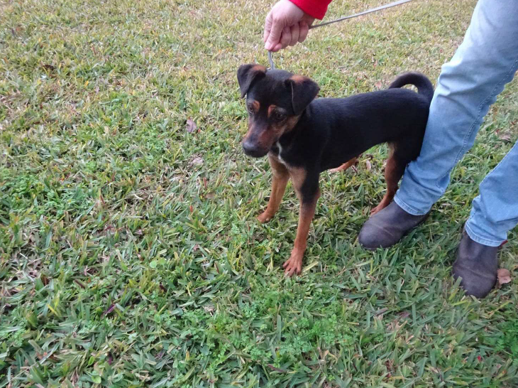 ¡Necesito un hogar! N.º 7363