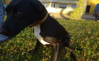 ¡Necesito un hogar! N.º 7342