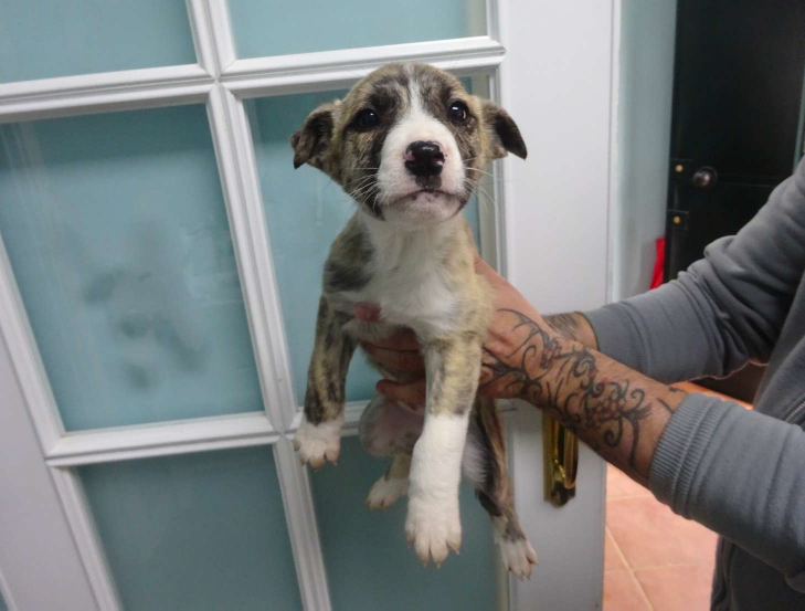 ¡Necesito un hogar! N.º 7402