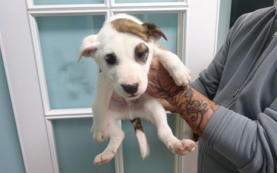 ¡Necesito un hogar! N.º 7403