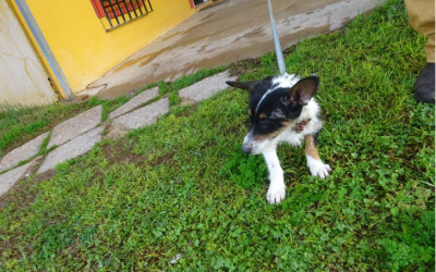 ¡Necesito un hogar! N.º 7416