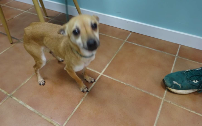 ¡Necesito un hogar! N.º 7462