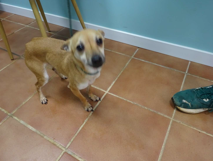 ¡Necesito un hogar! N.º 7462