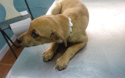 ¡Necesito un hogar! N.º 7513