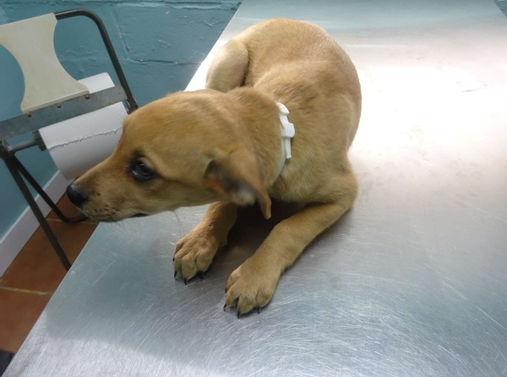 ¡Necesito un hogar! N.º 7513