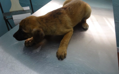 ¡Necesito un hogar! N.º 7514