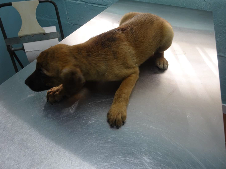 ¡Necesito un hogar! N.º 7514