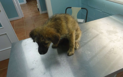 ¡Necesito un hogar! N.º 7515