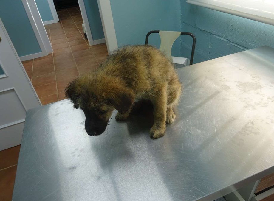 ¡Necesito un hogar! N.º 7515