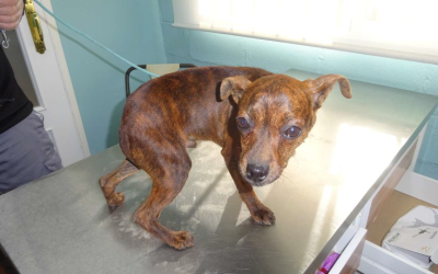 ¡Necesito un hogar! N.º 7517