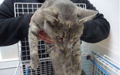 ¡Necesito un hogar! N.º 7543