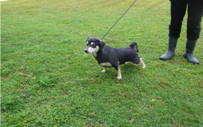 ¡Necesito un hogar! N.º 7572