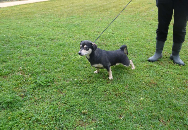 ¡Necesito un hogar! N.º 7572