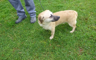 ¡Necesito un hogar! N.º 7573