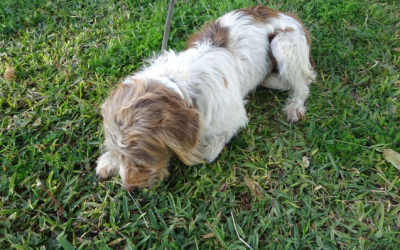 ¡Necesito un hogar! N.º 7603