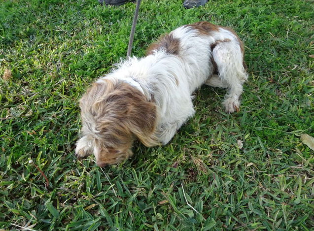 ¡Necesito un hogar! N.º 7603