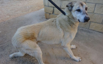 ¡Necesito un hogar! N.º 7606