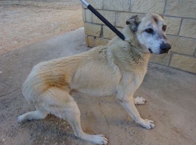 ¡Necesito un hogar! N.º 7606