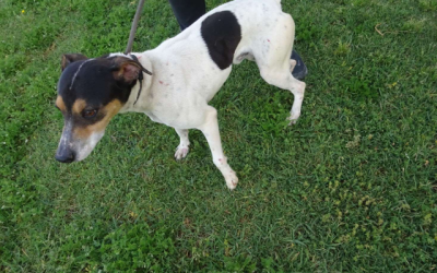 ¡Necesito un hogar! N.º 7611