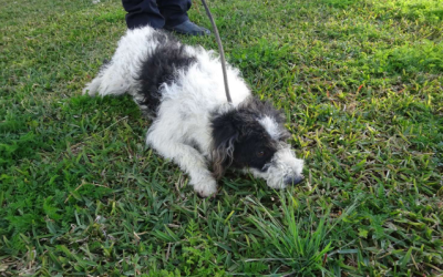 ¡Necesito un hogar! N.º 7602