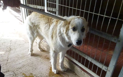 ¡Necesito un hogar! N.º 7629