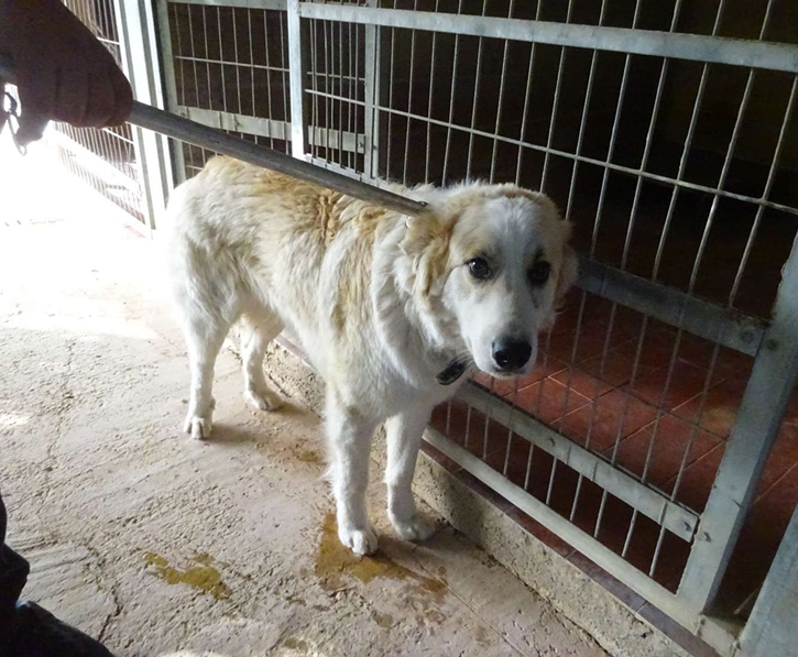 ¡Necesito un hogar! N.º 7629