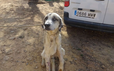 ¡Necesito un hogar! N.º 7669