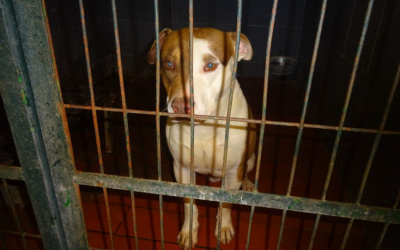 ¡Necesito un hogar! N.º 7680