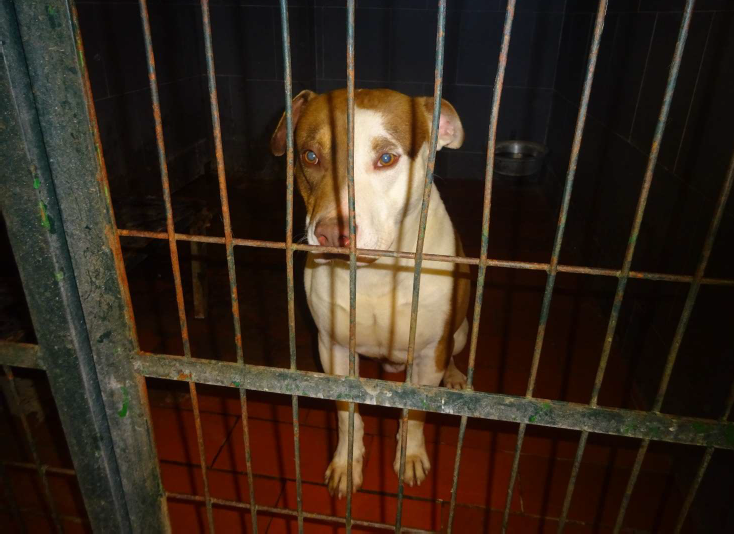 ¡Necesito un hogar! N.º 7680