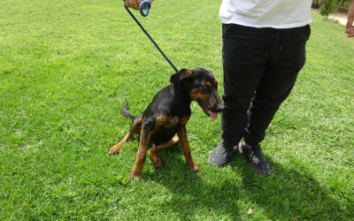 ¡Necesito un hogar! N.º 7696