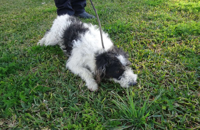 ¡Necesito un hogar! N.º 7602