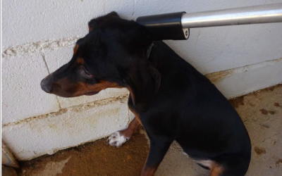 ¡Necesito un hogar! N.º 7741
