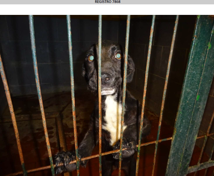 ¡Necesito un hogar! N.º 7868