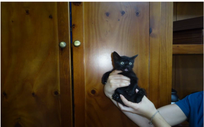 ¡Necesito un hogar! N.º 7838