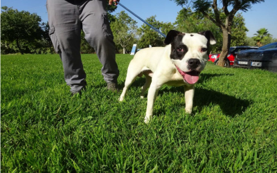 ¡Necesito un hogar! REGISTRO 7845