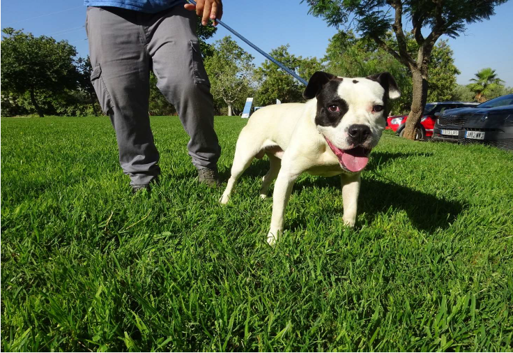 ¡Necesito un hogar! REGISTRO 7845