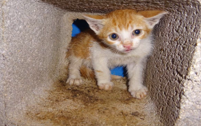 ¡Necesito un hogar! N.º 7862