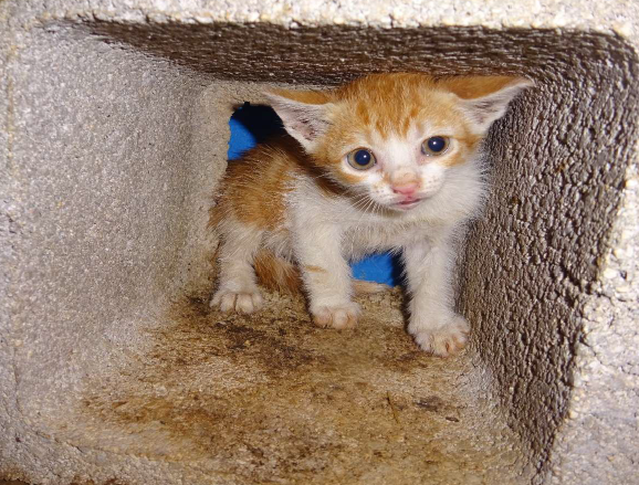 ¡Necesito un hogar! N.º 7862