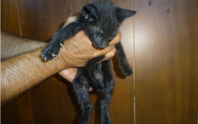¡Necesito un hogar! N.º 7925