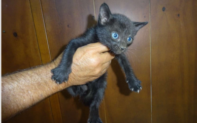 ¡Necesito un hogar! N.º 7926