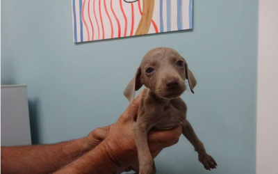 ¡Necesito un hogar! N.º 7938